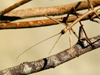 Costa Rica: walking stick - stick insect - Phasmatodea - photo by B.Cain