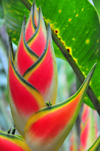 Puerto Viejo de Sarapiqu, Heredia province, Costa Rica: Heliconia rostrata - Lobster claw - tropical flower - photo by M.Torres