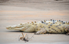Puerto Viejo de Sarapiqu, Heredia province, Costa Rica: American crocodile resting on a beach on the Sarapiqu river - Crocodylus acutus - Caribbean lowlands - photo by M.Torres