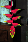 Puerto Viejo de Sarapiqu, Heredia province, Costa Rica: Hanging Heliconia inflorescence - tropical flower - photo by M.Torres