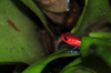 Puerto Viejo de Sarapiqu, Heredia province, Costa Rica: Poison Arrow Frog - Dendrobates pumilio - colorful frog - photo by M.Torres