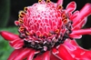Puerto Viejo de Sarapiqu, Heredia province, Costa Rica: protea flower - sugarbush - photo by M.Torres