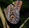 Puerto Viejo de Sarapiqu, Heredia province, Costa Rica: owl butterfly - Caligo memnon - Nymphalidae family - photo by M.Torres