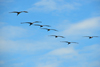 Playa Hermosa, Puntarenas province, Costa Rica: pelicans - flight formation - photo by M.Torres