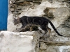 Crete - Bali / Mpali:  stray cat on the move (photo by Alex Dnieprowsky)