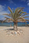 Crete, Greece - Itanos, Lasithi prefecture: sunny October afternoon - palmtree on the beach - photo by A.Dnieprowsky