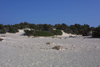 Crete - Chryssi island / Hrissi / Nisos Chrisi (Lassithi prefecture / Nomos Lasithiou):  white sand, green bushes, blue sky (photo by Alex Dnieprowsky)