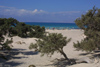 Crete - Chryssi island  / Hrissi / Nisos Chrisi: the beach (photo by Alex Dnieprowsky)
