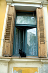 Croatia - Cakovec: black cat on window sill - photo by P.Gustafson