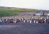 Crozet islands - Possession island: penguin rookery - 100.000  king penguins! (photo by Francis Lynch)
