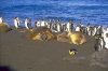 Crozet islands - Possession island:  Elephant seals and king penguins basking in the sun (photo by Francis Lynch)