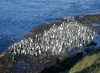 Crozet islands - Possession island:  king penguins gather to go for a swim (photo by Francis Lynch)
