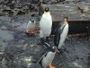 Crozet islands - Possession island: Baie du Marin - two gentoo penguins and two king penguins - kelp in the back (photo by Francis Lynch)
