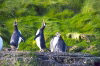 Crozet islands - Possession island: two gentoo penguins bugling in a mating display (photo by Francis Lynch)