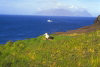 Crozet islands / Iles Crozet - Possession island: looking at the Eastern island / Ile de l'Est -  a wandering albatross chick on its nest (photo by Francis Lynch)