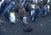 Crozet islands - Possession island: rockhopper penguin surrounded by king penguins (photo by Francis Lynch)