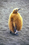 Crozet islands - Possession island: king penguins chick  - Antarctic fauna (photo by Francis Lynch)