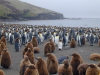 Crozet islands - Possession island: penguin rookery - group of chicks - hatchery - Antarctic fauna (photo by Francis Lynch)