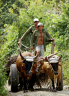 Cuba - Holgun province - ox cart - photo by G.Friedman