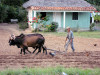 Cuba - Viales - Pinar del Rio Province: farmer ploughing the land - agriculture - traditional methods - oxen - photo by L.Gewalli
