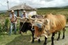 Cuba - Holgun province - farmworkers with oxen - photo by G.Friedman