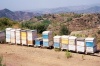 Cyprus - Paphos district - mountain honey - beehives - photo by Miguel Torres