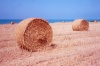 Cyprus - near Mavroli - Paphos district: harvest - round hay bales - photo by Miguel Torres