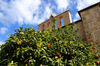 Bellapais, Kyrenia district, North Cyprus: Bellapais abbey - orange tree - photo by A.Ferrari