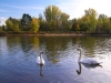 Czech Republic - Pardubice: swans on the lake - photo by J.Kaman