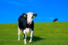 Czech Republic - Holesov, Moravia: farming fields - two cows - Zlin region - European Union (photo by P.Gustafson)