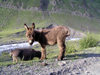 Russia - Dagestan - Tsumada rayon - Khvarshini pasture: woolly donkey (photo by G.Khalilullaev)