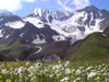 Russia - Dagestan - Tsumada rayon - Addala-Shukhgel'meer mountain: daisies and peaks (photo by G.Khalilullaev)