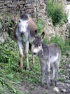 Russia - Dagestan - Tsumada rayon - Gigatly settlement: donkey and mother - Equus asinus (photo by G.Khalilullaev)