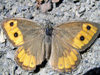Russia - Dagestan - Tsumada rayon - Aknada: butterfly (photo by G.Khalilullaev)