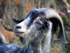Russia - Dagestan - Tsumada rayon: curious goat (photo by G.Khalilullaev)