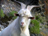 Russia - Dagestan - Tsumada rayon: white goat (photo by G.Khalilullaev)
