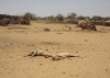 North Darfur - animal carcasses rotting near the burned and looted village of Tawilla, west of El Fasher - photo by USAID