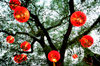 Copenhagen, Denmark: Chinese paper lanterns hanging on tree in Tivoli gardens, low angle view - photo by K.Gapys