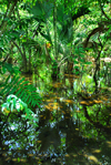 Punta Cana, Dominican Republic: a swamp - photo by M.Torres