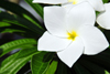Ro San Juan, Mara Trinidad Snchez province, Dominican republic: white plumeria flower - frangipani - photo by M.Torres