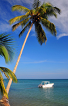 Ro San Juan, Mara Trinidad Snchez province, Dominican republic: coconut tree leaning over the sea - small boat - beach scene - photo by M.Torres