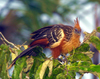 Ecuadorian Amazonia: the exotic Hoatzin bird - Opisthocomus hoazin (photo by Rod Eime)