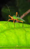 Ecuadorian Amazonia: green insect / insecto (photo by Rod Eime)