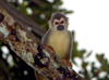 Ecuadorian Amazonia: Squirrel Monkey in the rainforest - Saimiri sciureus (photo by Rod Eime)