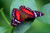 Ecuadorian Amazonia: butterfly - borboleta (photo by Rod Eime)