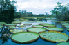 Ecuadorian Amazonia: giant water lilies - victoria regialily - nenufares (photo by Rod Eime)