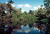 Ecuadorian Amazonia: rainforest - trees and the Pastaza River (photo by Rod Eime)