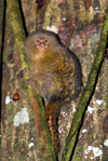 Ecuadorian Amazonia: pygmy marmoset monkey - Callithrix (Cebuella) pygmaea - rainforest - fauna of South America (photo by Rod Eime)