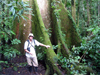 Ecuadorian Amazonia: the great Kapok tree - Ceiba pentandra (photo by Rod Eime)