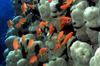 Egypt - Red Sea - shoal of Auriga Butterflyfish - Chaetodon auriga - underwater photo by W.Allgwer - Die Falterfische (Chaetodontidae) sind eine Gruppe aufflliger tropischer Meeresfische. Ihr Lebensraum sind die Riffe im Atlantik, im Indischen Ozean und